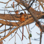 Upper Guinea Red Colobus (image by Diedert Koppenol)