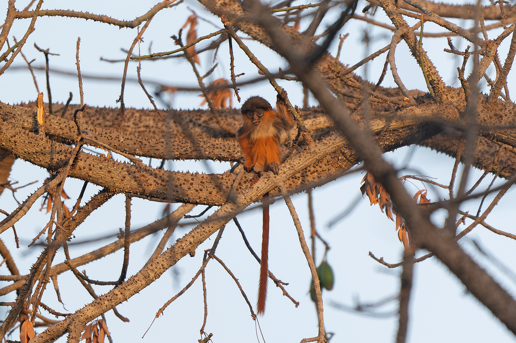 Upper Guinea Red Colobus (image by Diedert Koppenol)