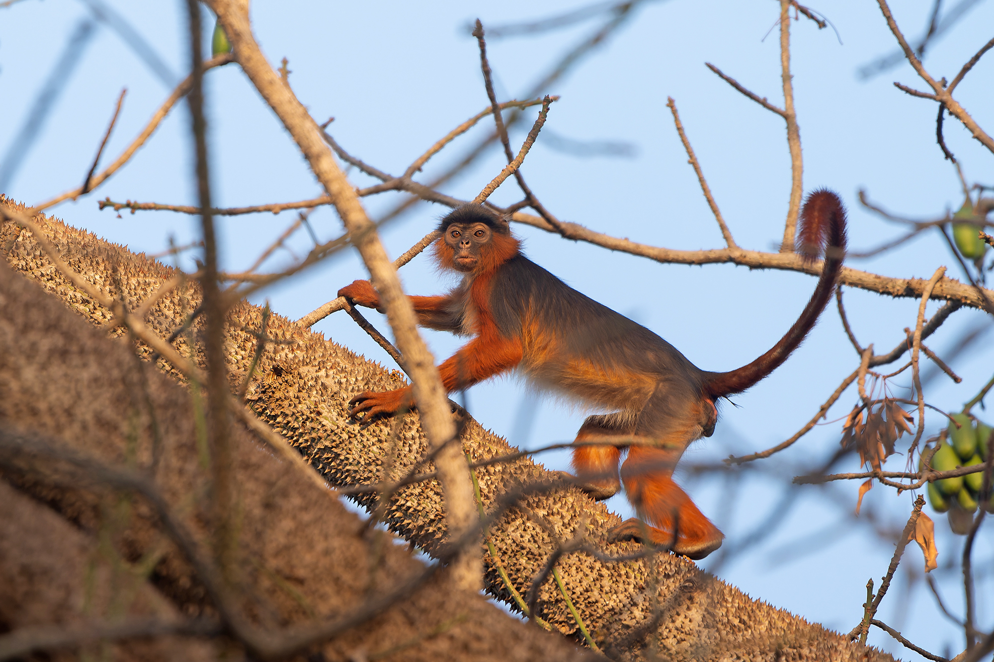 Upper Guinea Red Colobus (image by Diedert Koppenol)