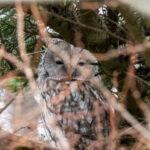 Ural Owl (image by Dave Farrow)