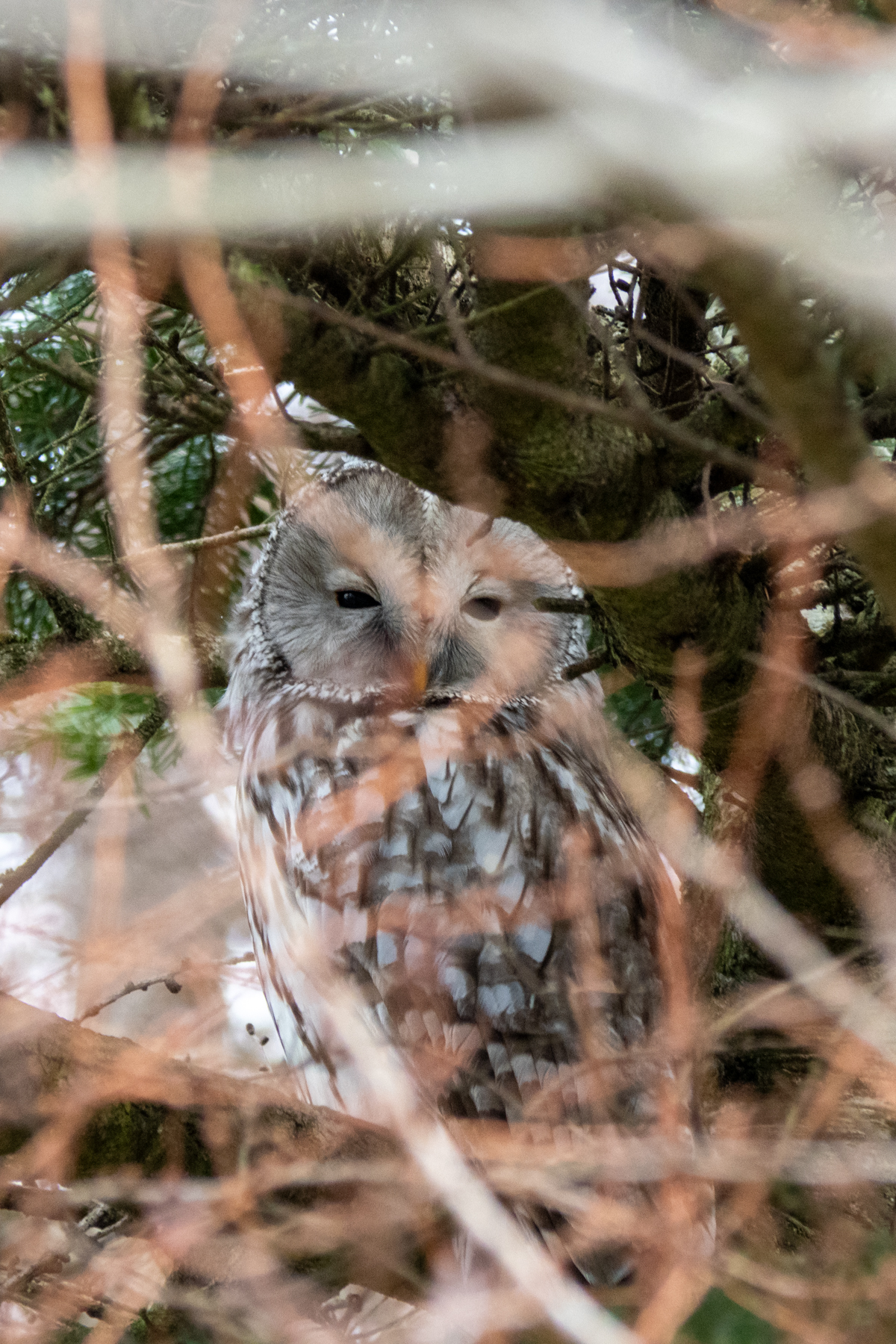 Ural Owl (image by Dave Farrow)