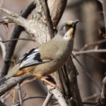 Variegated Laughingthrush (image by Hannu Jännes)