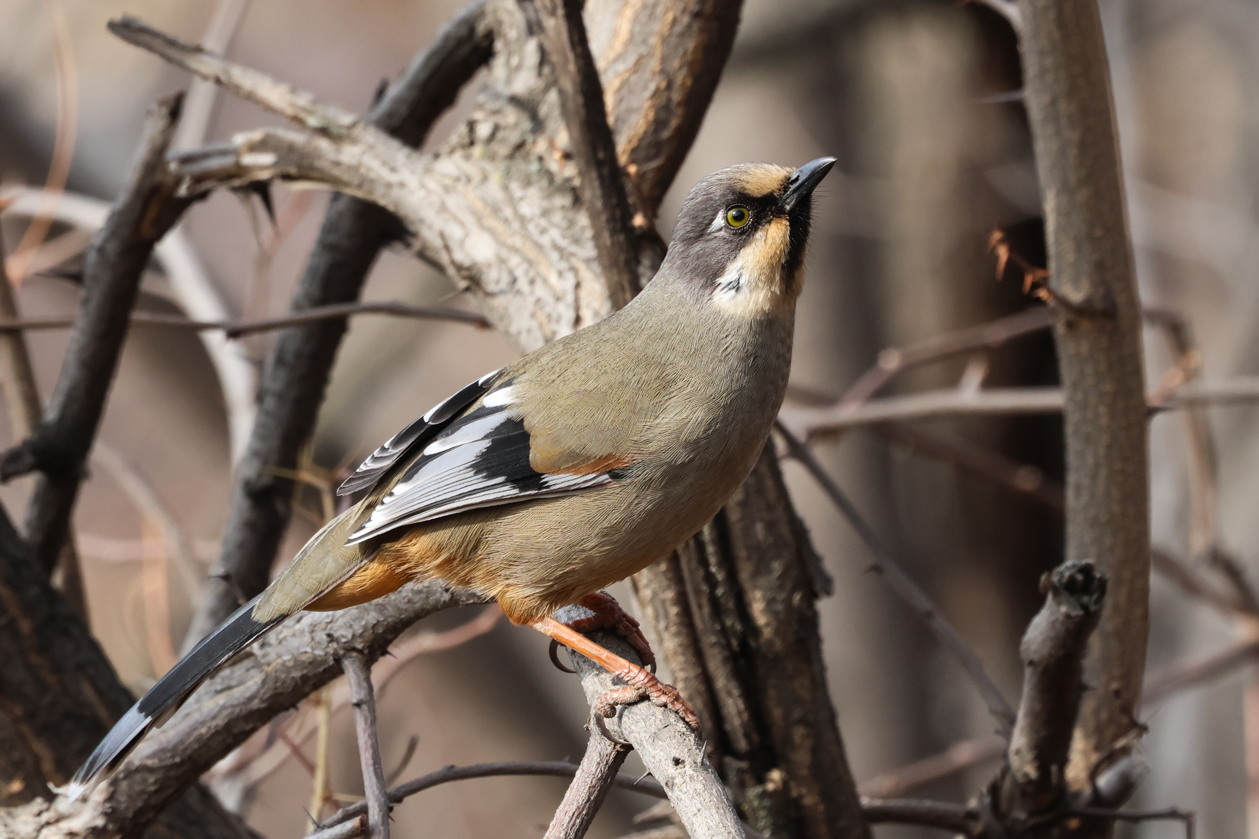 Variegated Laughingthrush (image by Hannu Jännes)