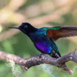 Velvet-purple Coronet (image by Trevor Ellery)