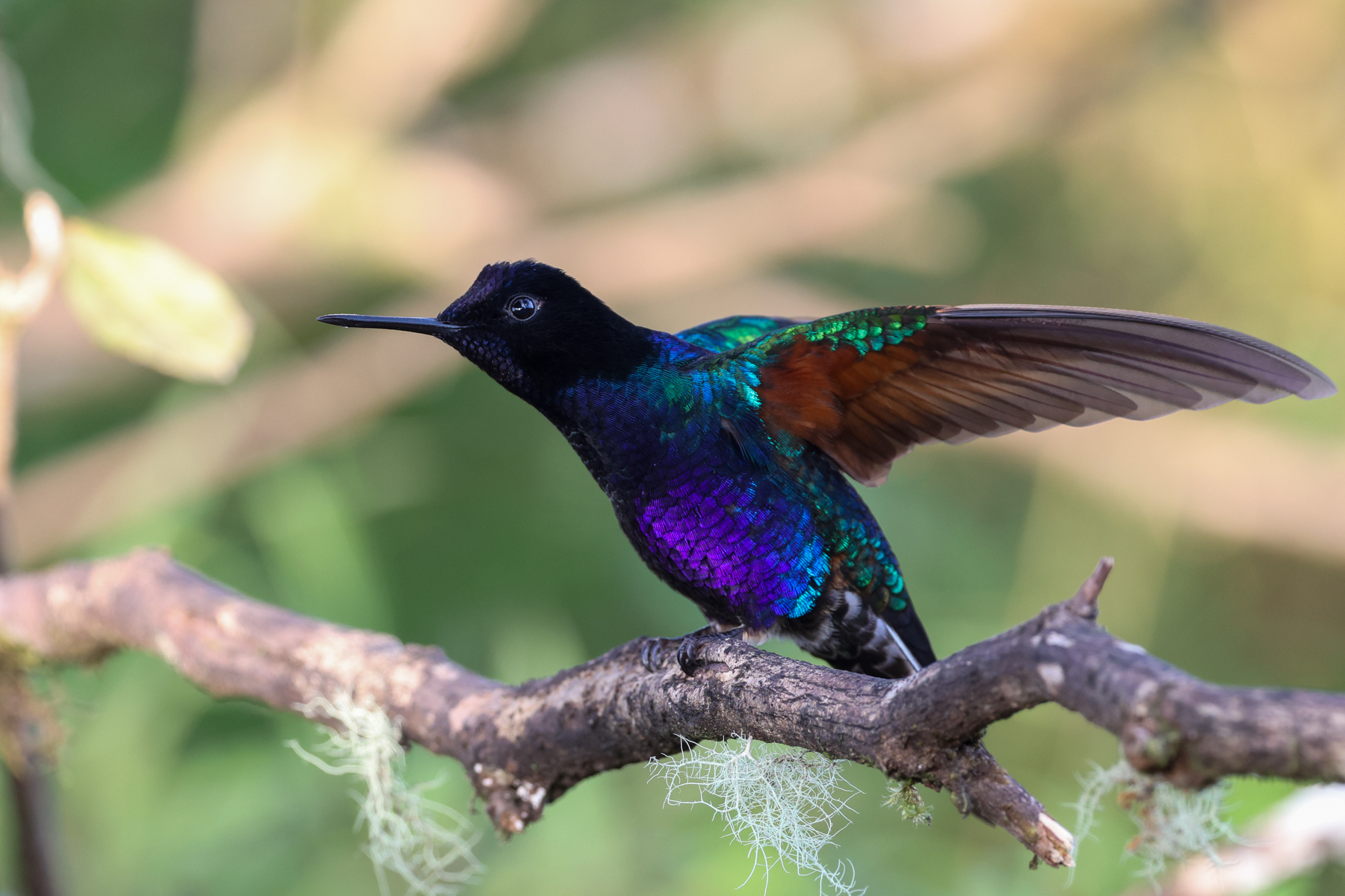 Velvet-purple Coronet (image by Trevor Ellery)