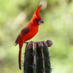 Vermilion Cardinal (image by Trevor Ellery)