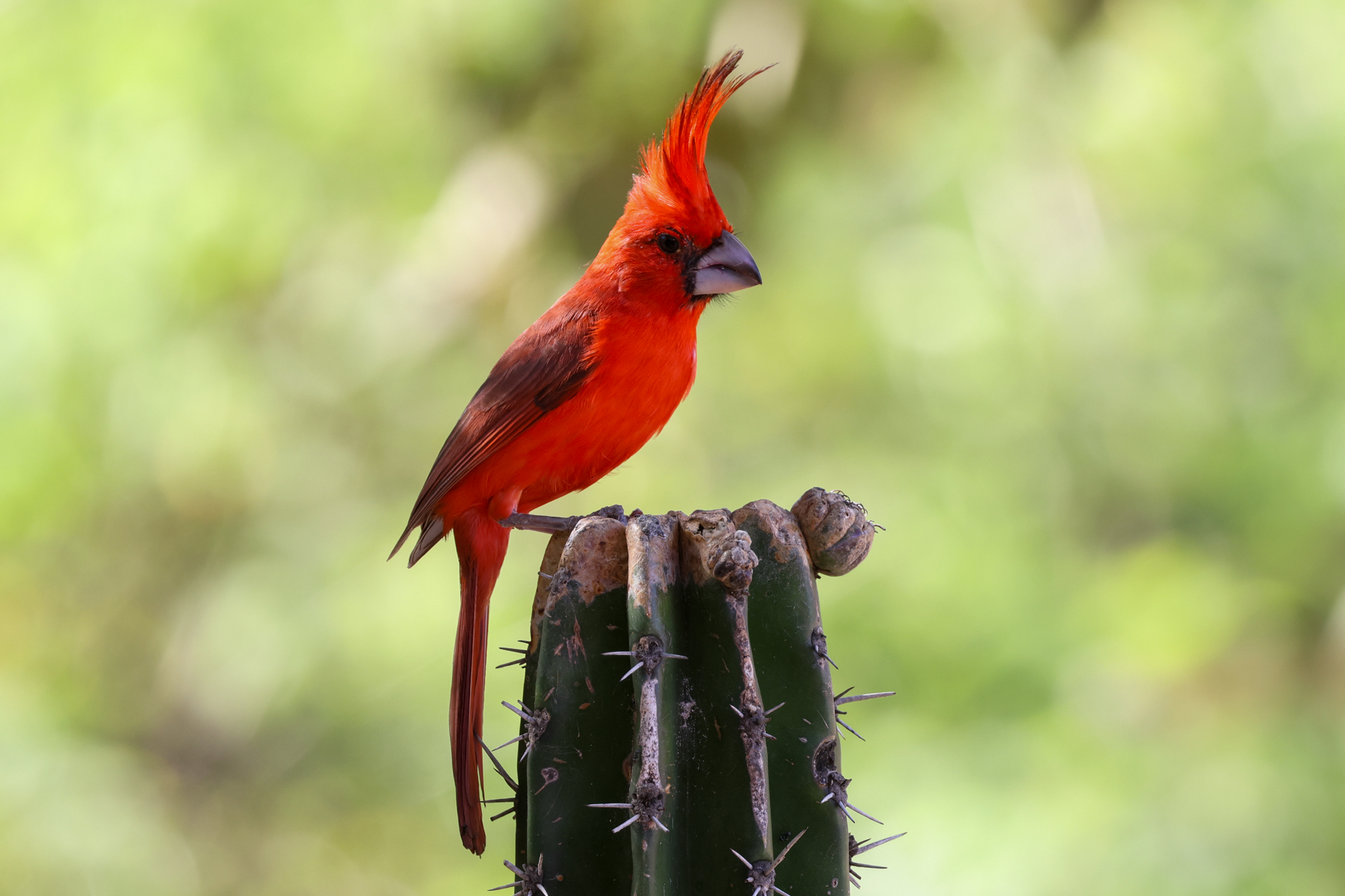 Vermilion Cardinal (image by Trevor Ellery)