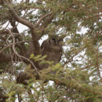 Verreaux's Eagle-Owl (image by Diedert Koppenol)