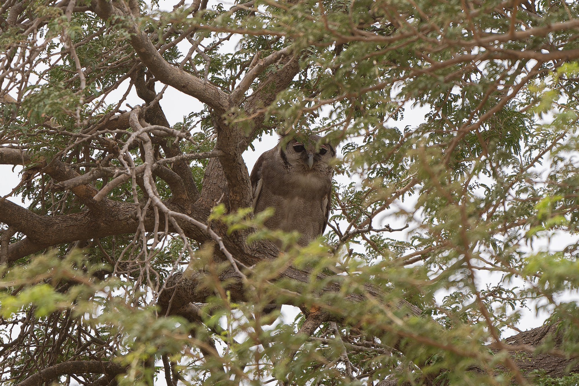 Verreaux's Eagle-Owl (image by Diedert Koppenol)