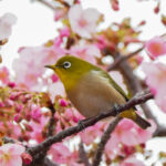 Warbling White-eye (image by Dave Farrow)
