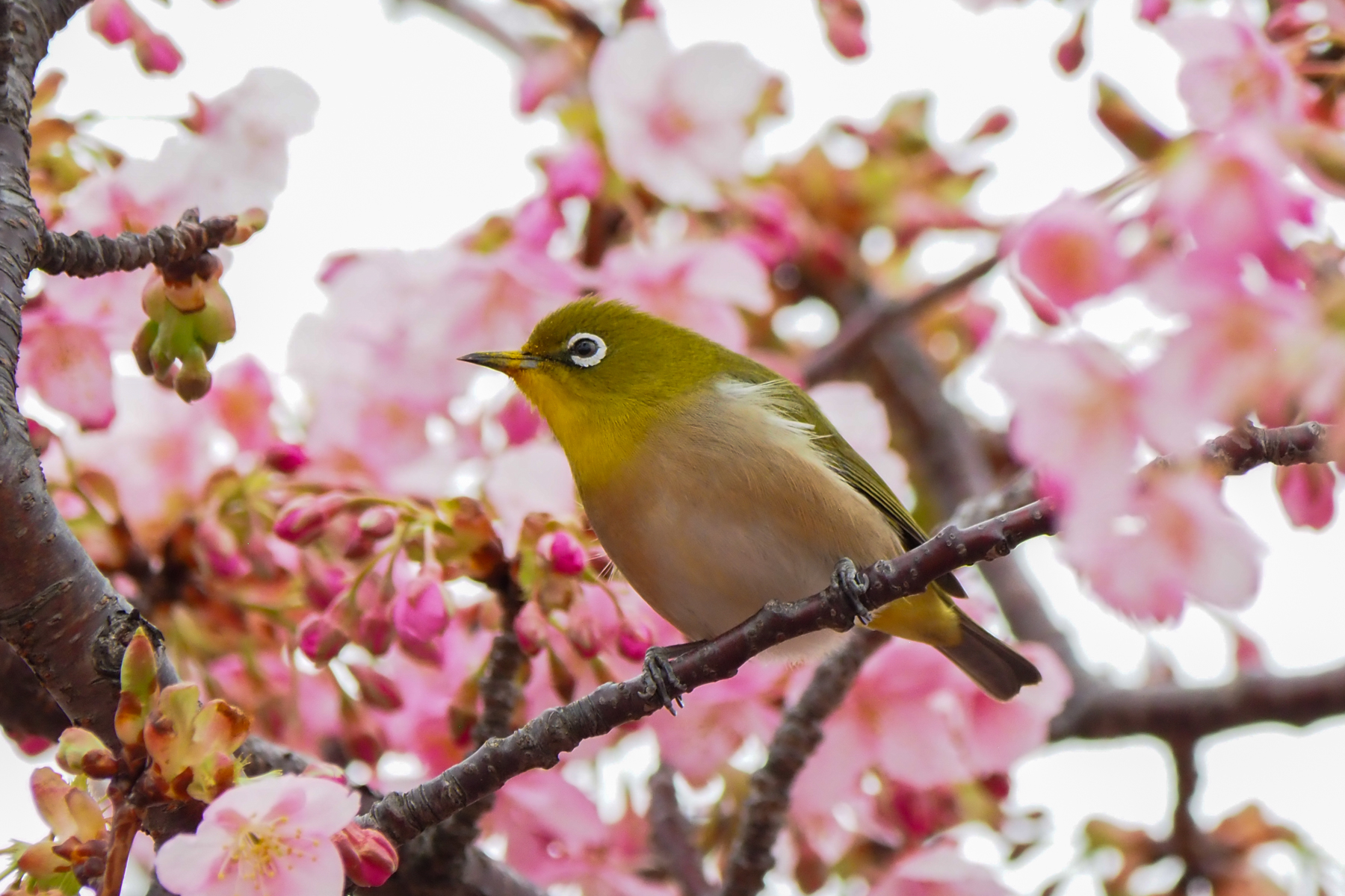 Warbling White-eye (image by Dave Farrow)