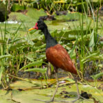 Wattled Jacana (image by Eustace Barnes)