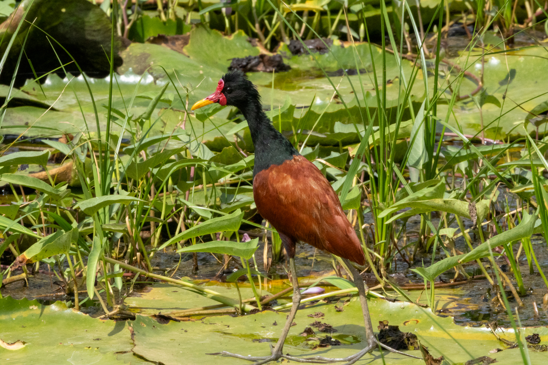 Wattled Jacana (image by Eustace Barnes)