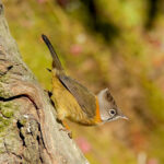 Whiskered Yuhina (image by Craig Robson)