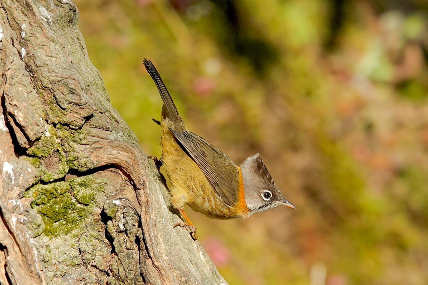 Whiskered Yuhina (image by Craig Robson)