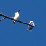 White-backed Kingfishers (image by Phil Hansbro)