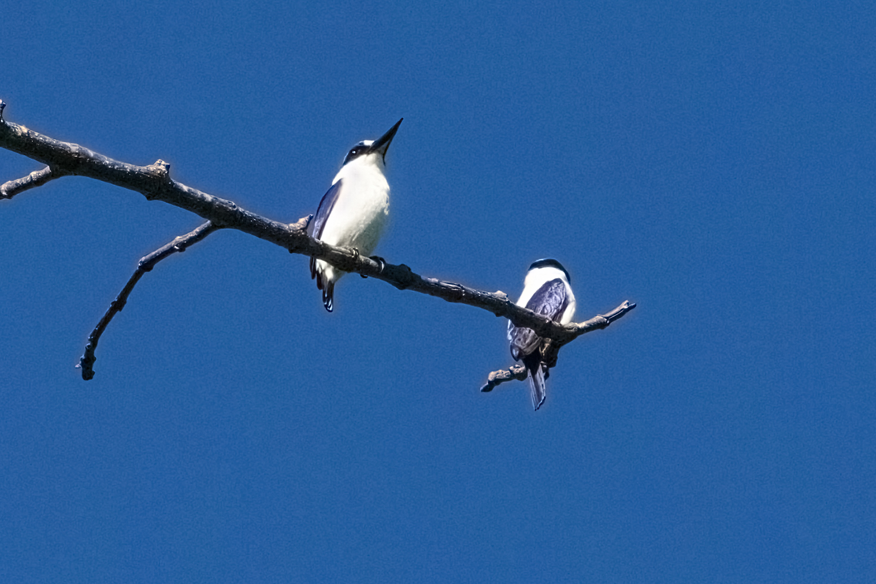 White-backed Kingfishers (image by Phil Hansbro)
