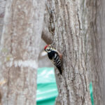 White-backed Woodpecker (image by Dave Farrow)