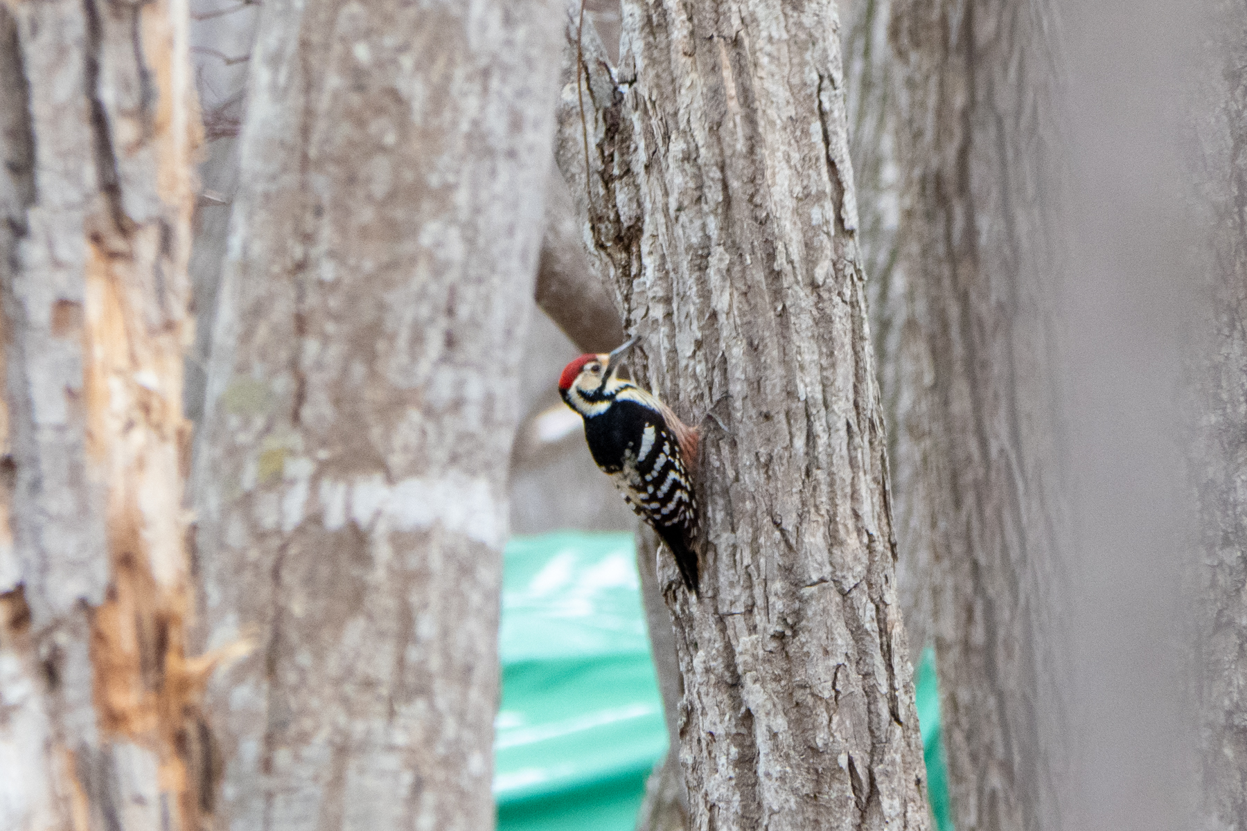 White-backed Woodpecker (image by Dave Farrow)