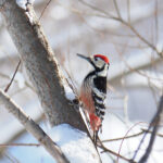 White-backed Woodpecker (image by Dave Farrow)