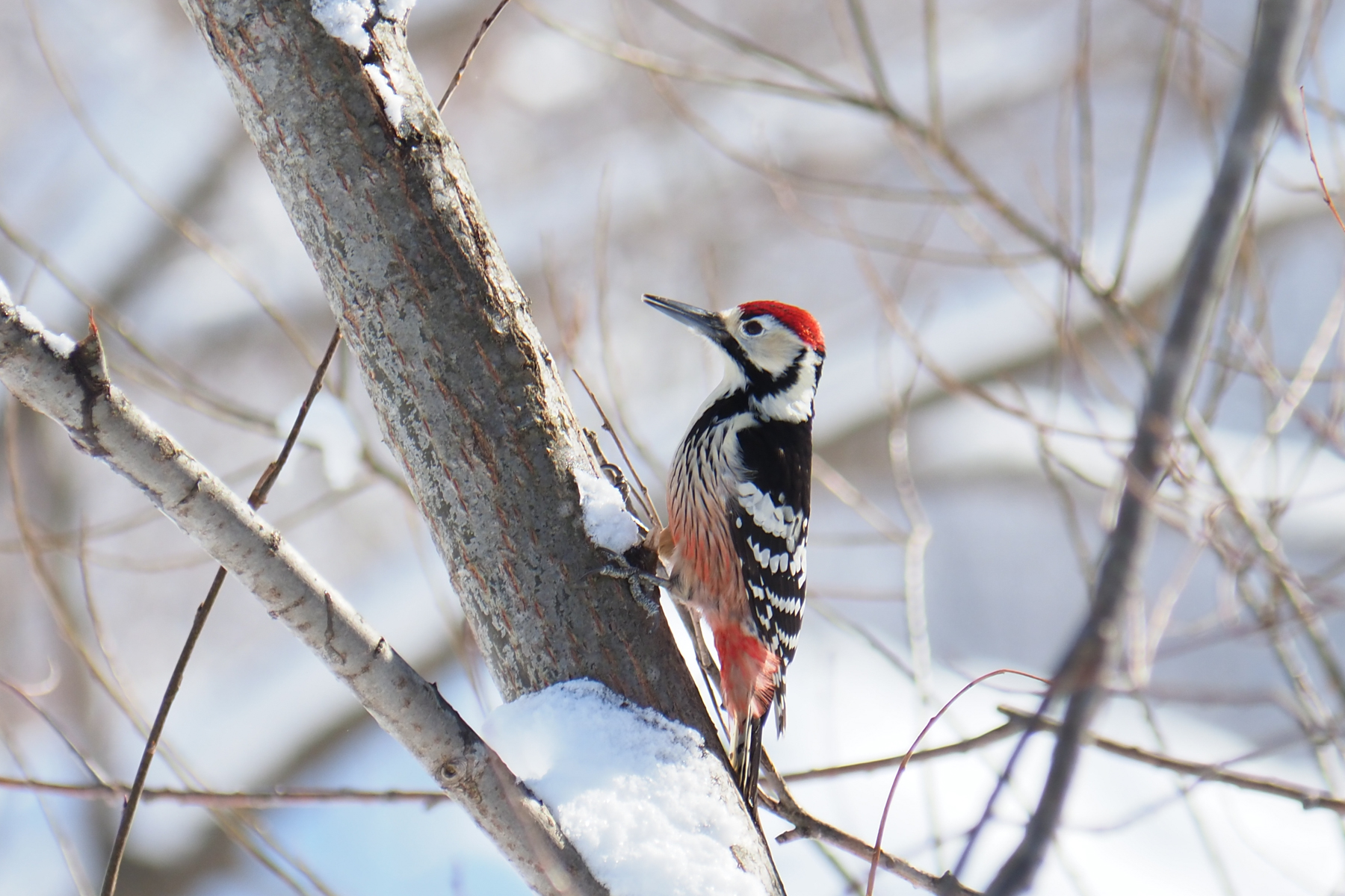 White-backed Woodpecker (image by Dave Farrow)