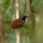 White-bellied Antbird (image by Eustace Barnes)