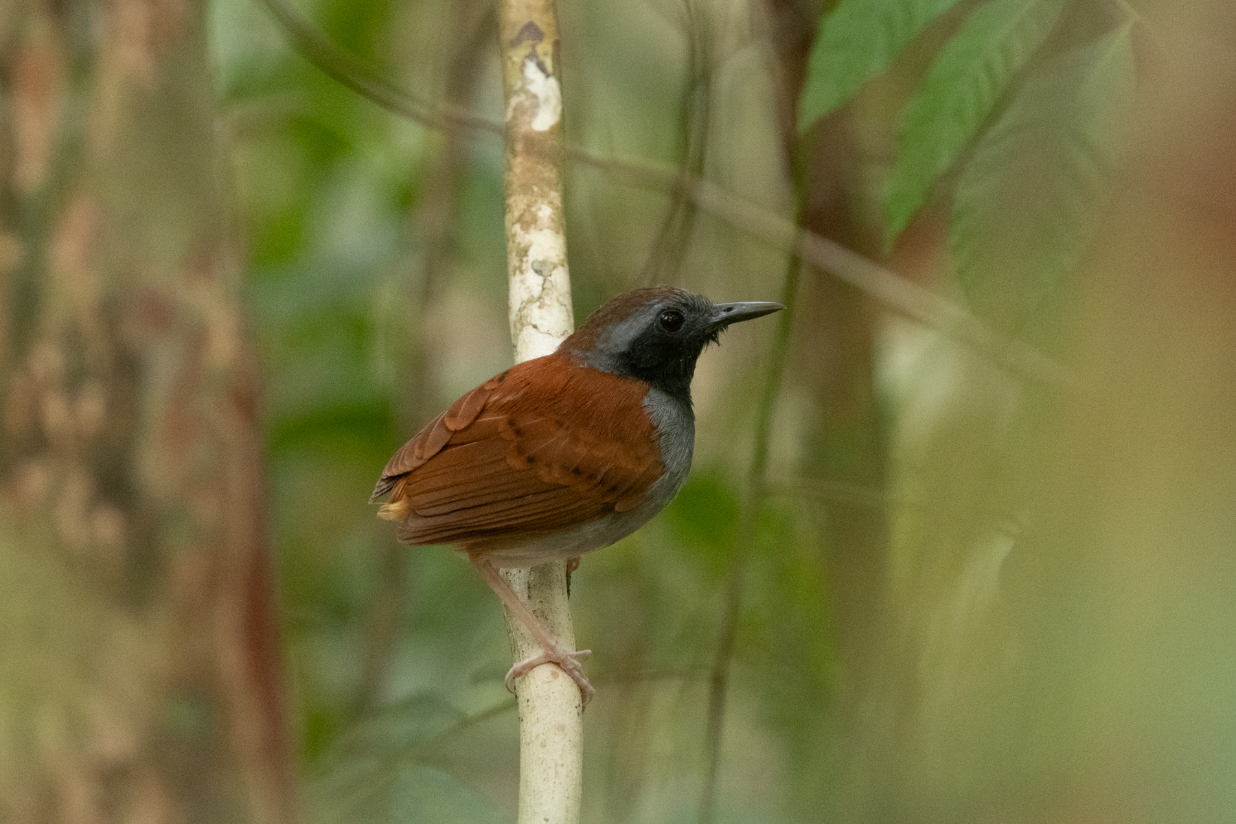 White-bellied Antbird (image by Eustace Barnes)