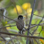 White-bellied Piculet (image by Eustace Barnes)