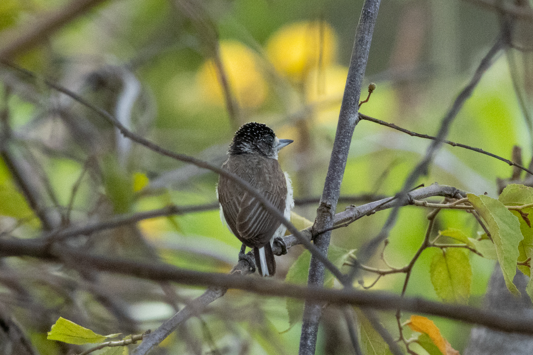 White-bellied Piculet (image by Eustace Barnes)