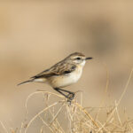 White-browed Bush Chat (image by Hannu Jännes)