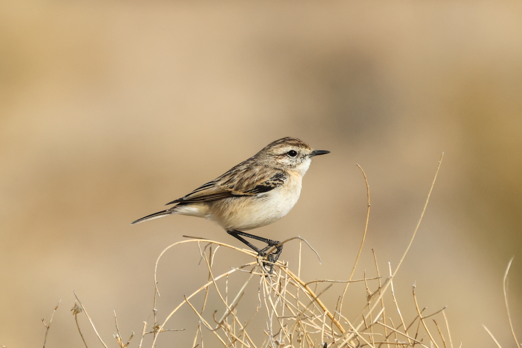 White-browed Bush Chat (image by Hannu Jännes)