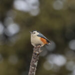 White-cheeked Nuthatch (image by Hannu Jännes)