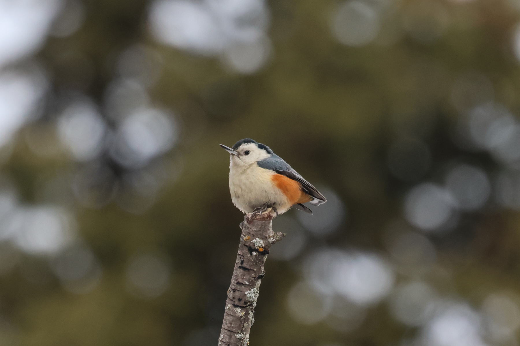 White-cheeked Nuthatch (image by Hannu Jännes)