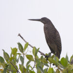 White-crested Tiger Heron (image by Diedert Koppenol)