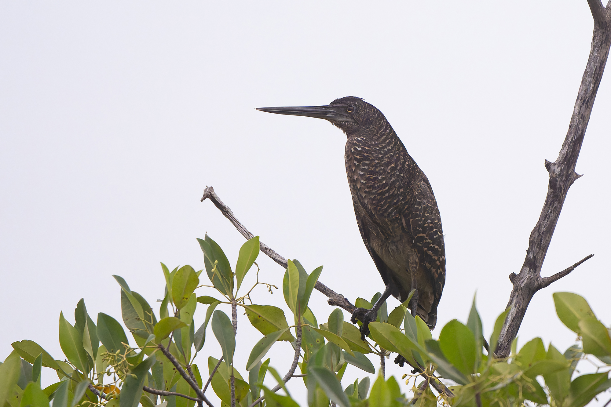 White-crested Tiger Heron (image by Diedert Koppenol)