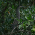 White-crested Tiger Heron (image by Martin Hale)