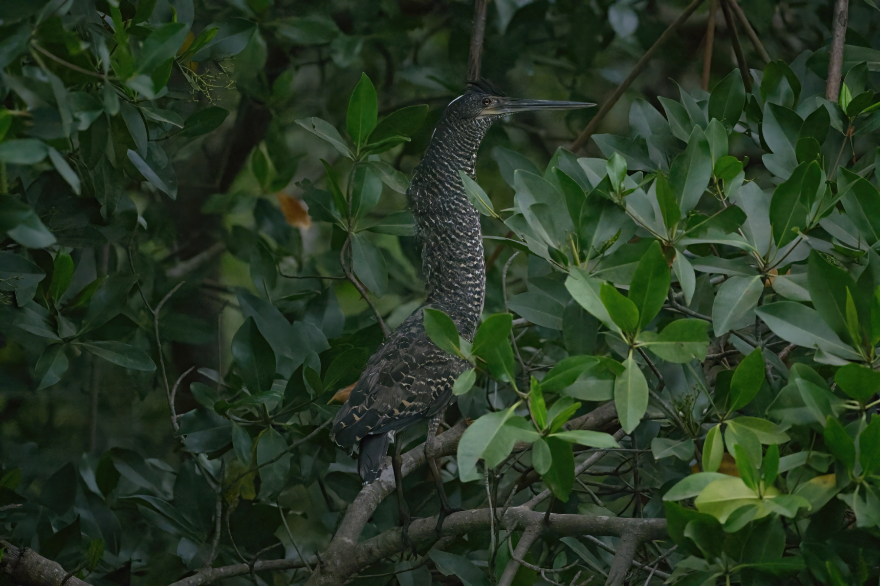 White-crested Tiger Heron (image by Martin Hale)