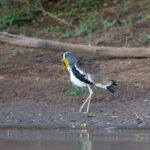 White-crowned Lapwing (image by Diedert Koppenol)