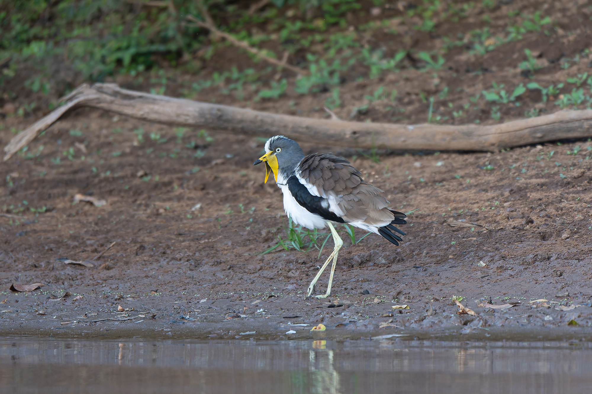 White-crowned Lapwing (image by Diedert Koppenol)