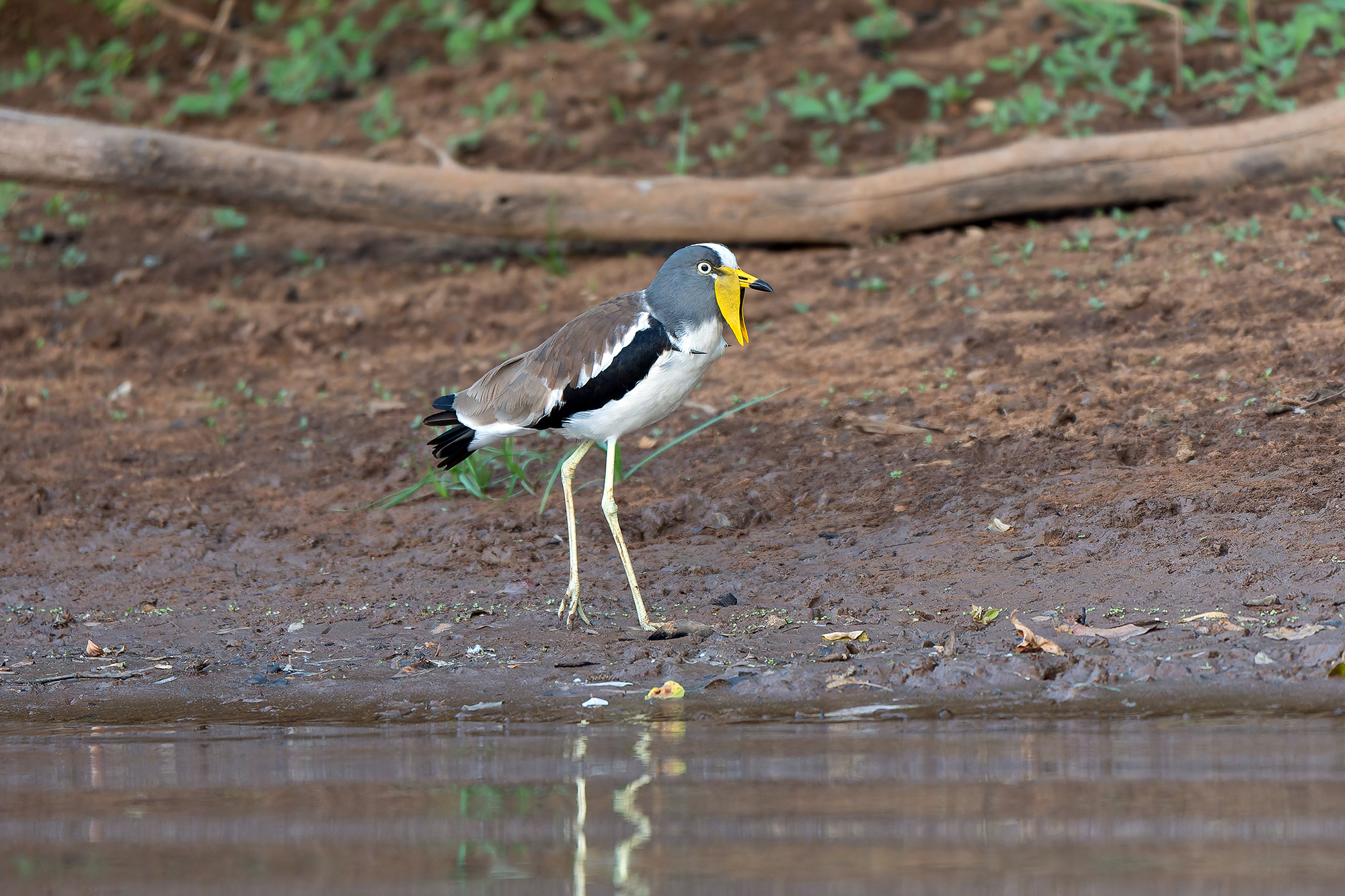 White-crowned Lapwing (image by Diedert Koppenol)