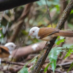 White-hooded Babblers (image by Craig Robson)
