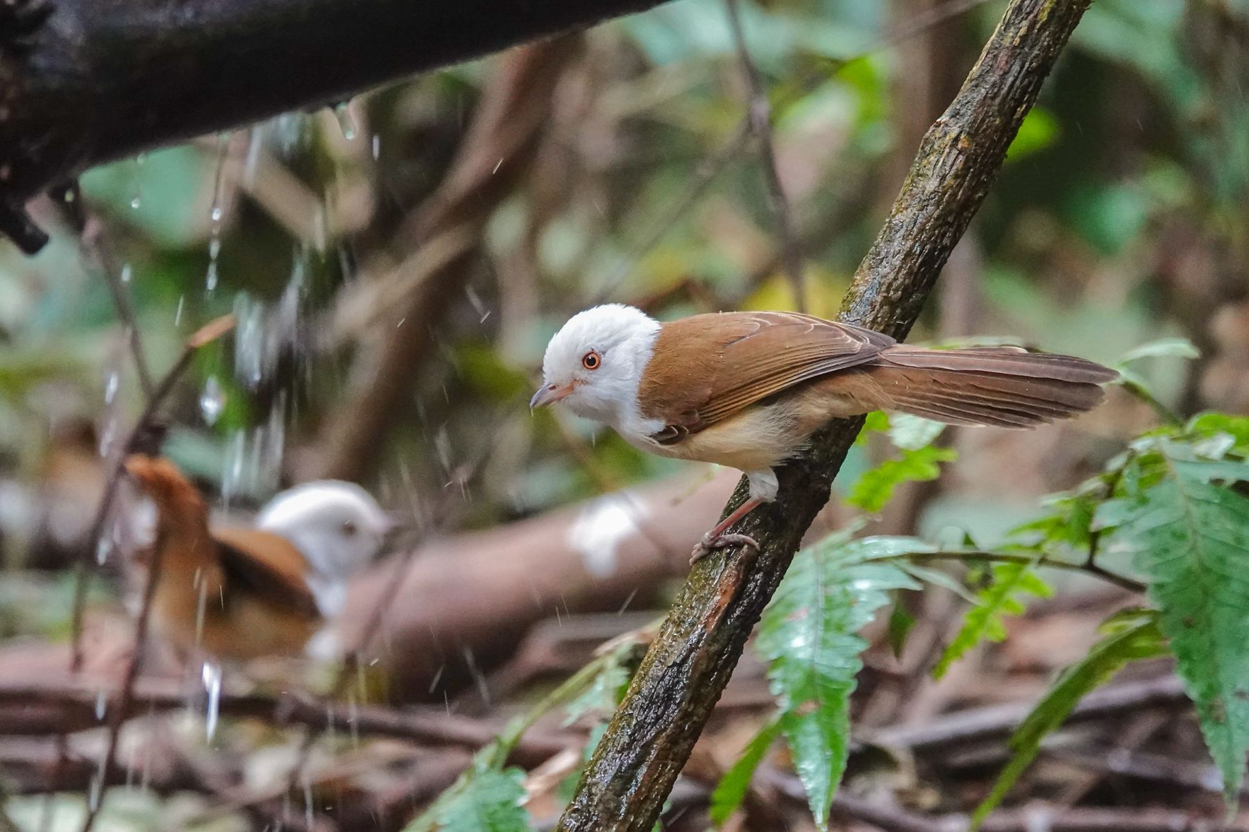 White-hooded Babblers (image by Craig Robson)
