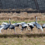 White-naped Cranes (image by Dave Farrow)