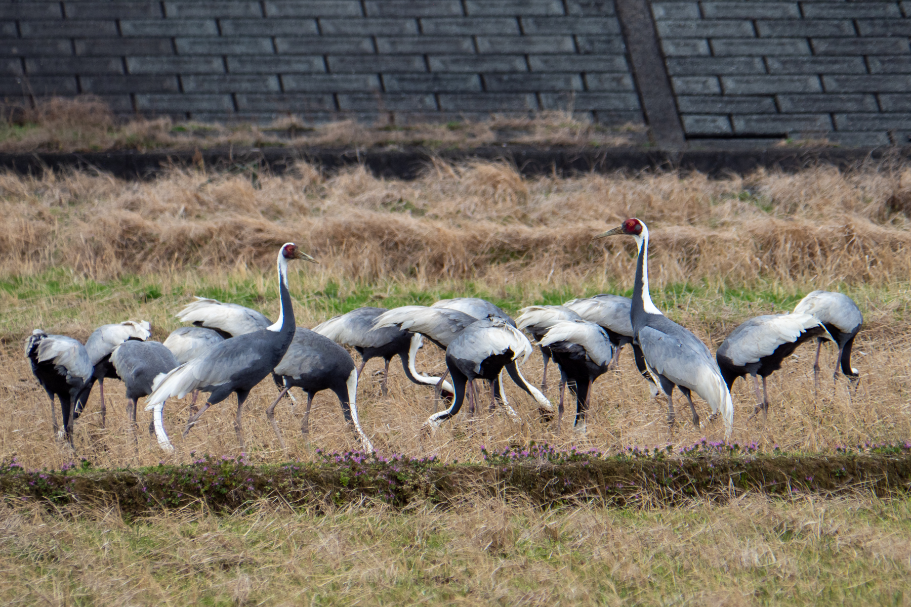 White-naped Cranes (image by Dave Farrow)