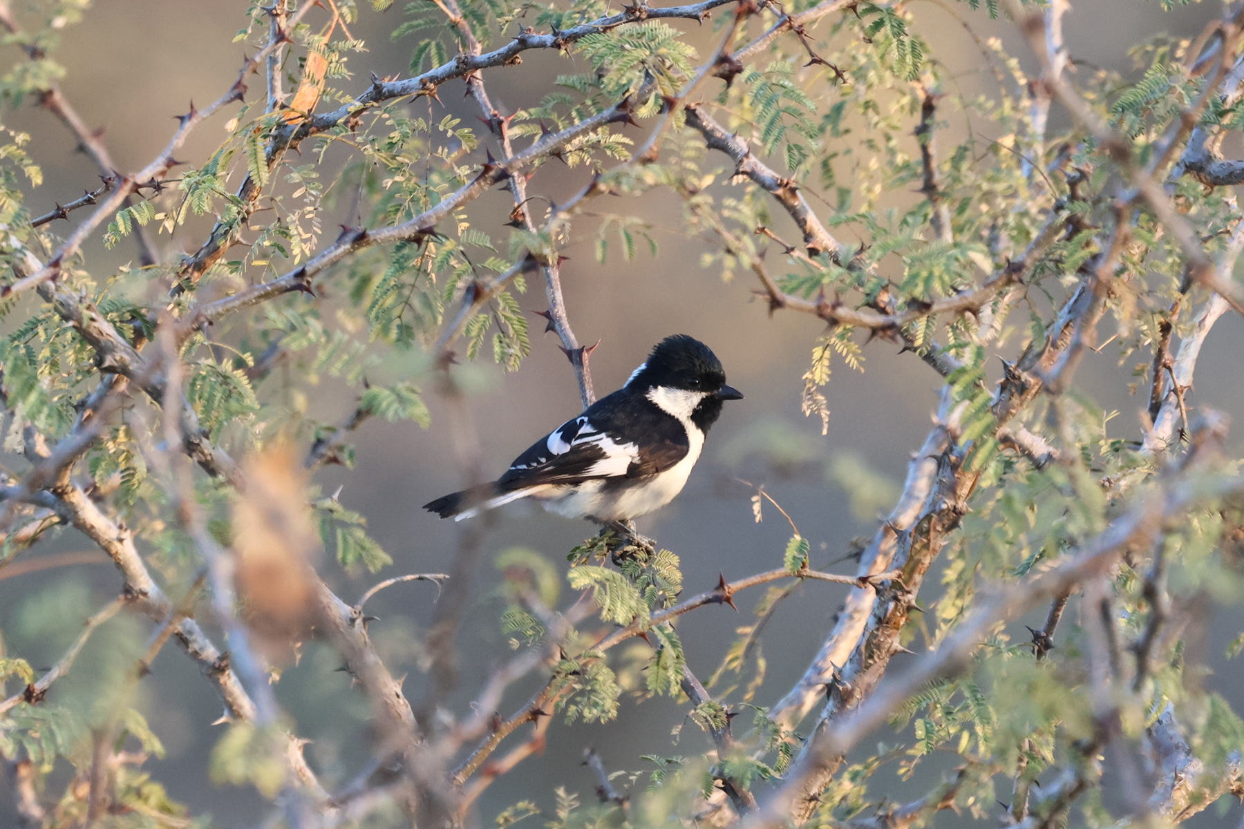 White-naped Tit (image by Hannu Jännes)