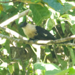 White-necked Coucal (image by Phil Hansbro)