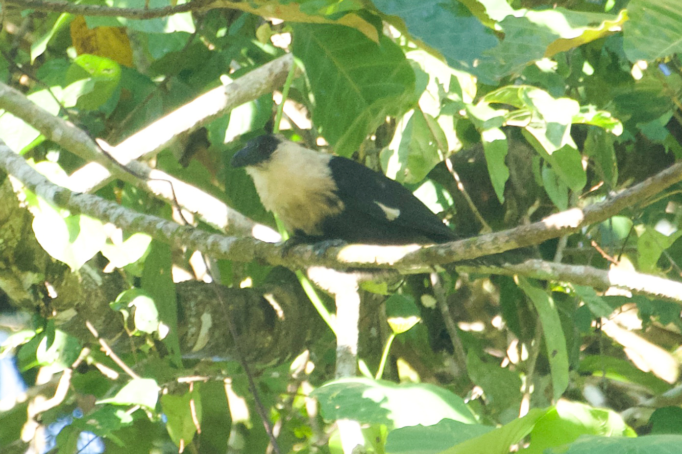 White-necked Coucal (image by Phil Hansbro)