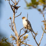 White-rumped Falcon (image by Vincent van der Spek)