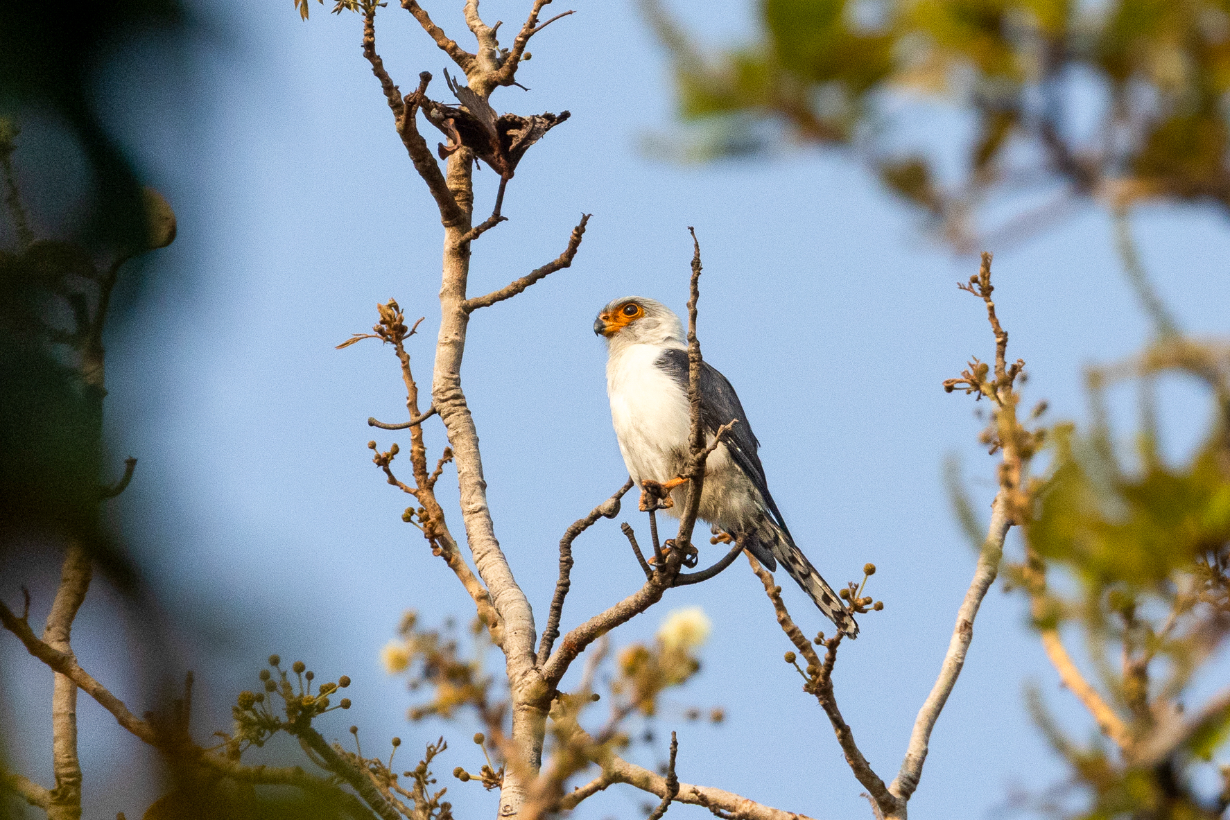 White-rumped Falcon (image by Vincent van der Spek)