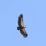 White-rumped Vulture (image by Hannu Jännes)